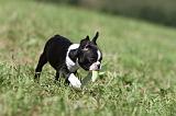 BOSTON TERRIER 133